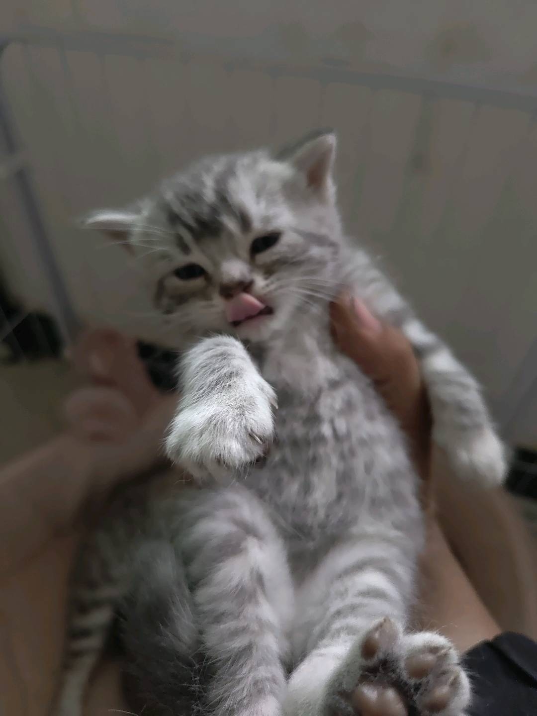 虎斑蓝猫串串